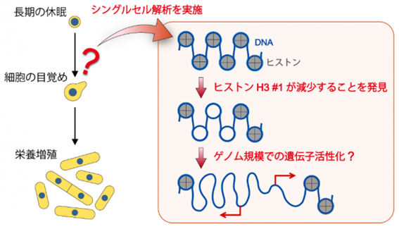 細胞の目覚め関連遺伝子を発見 がん細胞増殖抑制創薬に期待 早稲田大学理工学術院 医薬通信社