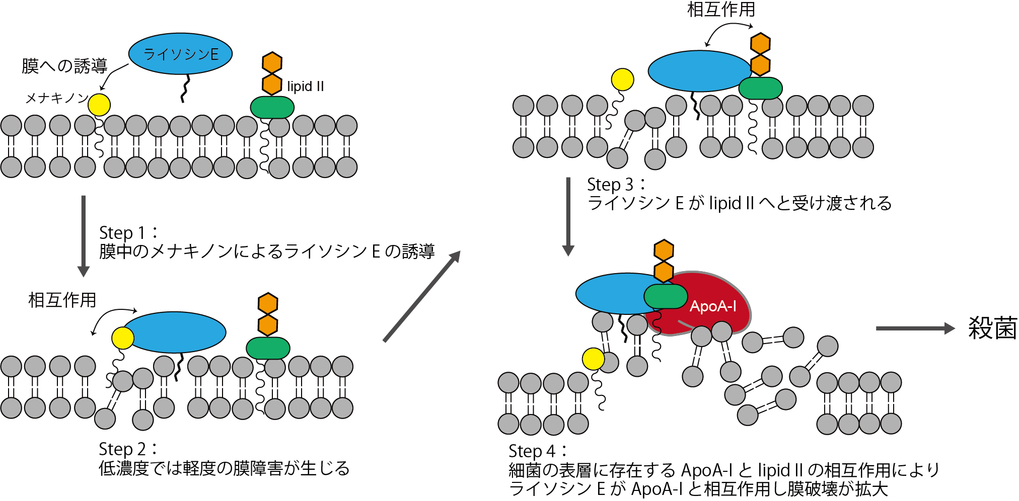 抗生物質ライソシンEの宿主因子・微生物因子の相互作用による