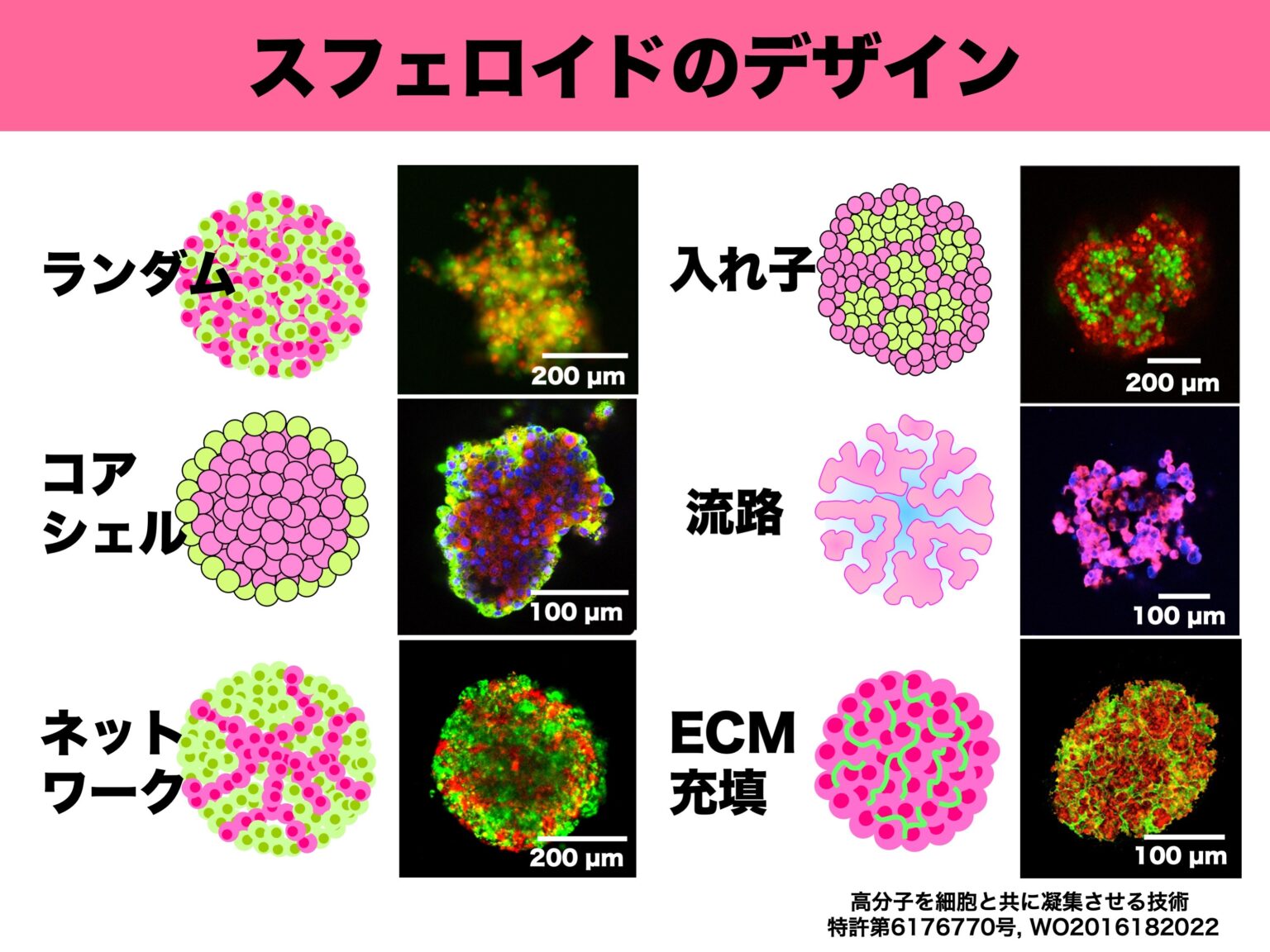 THE CELL 7th 細胞の分子生物学+inforsante.fr