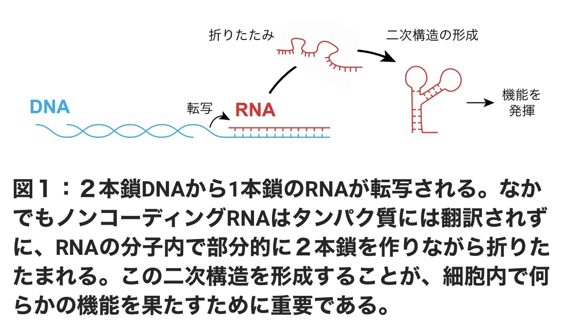 長鎖ノンコーディングRNA