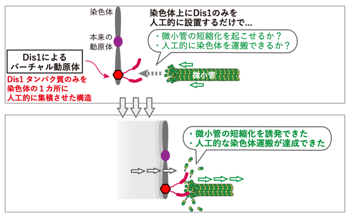 洋書　菌じん類の細胞学・組織学　改訂第2版 洋書 菌じん類の細胞学・組織学 改訂第2版