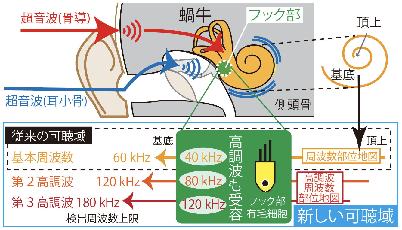 ヒトが超音波を内耳で受容する仕組み発見 岐阜大学と新潟大学の研究