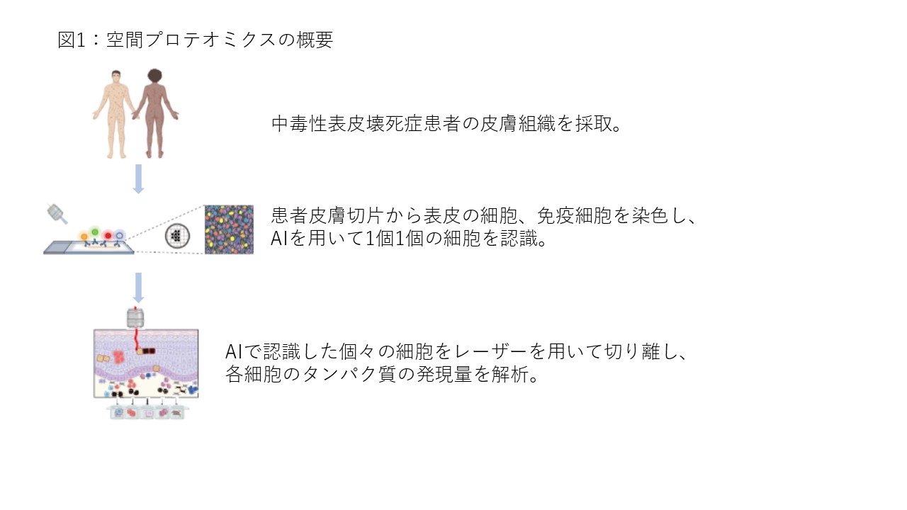 新毒性病理組織学 機関誌・刊行物 | 一般社団法人日本毒性病理学会（JSTP）
